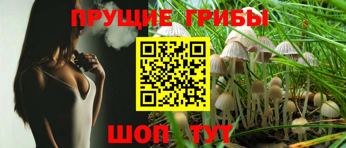 Псилоцибиновые грибы Psilocybe Тобольск